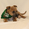 Cocoa - Photo 3