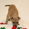 Cocoa - Photo 4