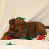 Peppermint - Photo 2