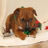 Peppermint - Photo 4