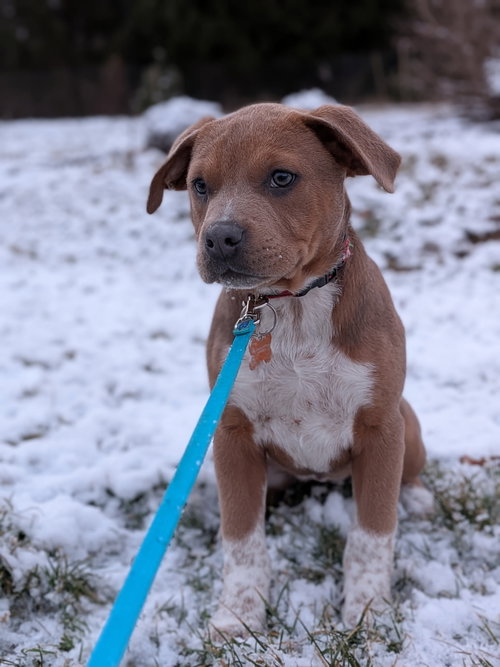 ANGEL - American Staffordshire Terrier available for adoption