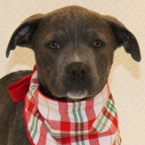 FROSTY - American Staffordshire Terrier available for adoption