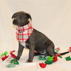 Frosty - Photo 2