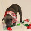 Frosty - Photo 3