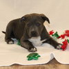Frosty - Photo 4