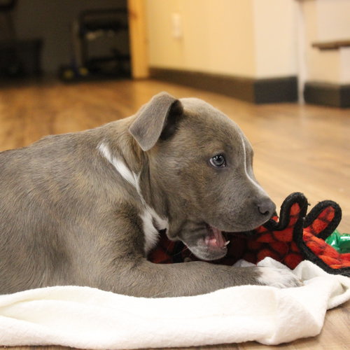 BLIZZARD - American Staffordshire Terrier available for adoption