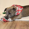 Blizzard - Photo 4