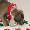 Blizzard - Photo 5