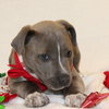 Blizzard - Photo 6