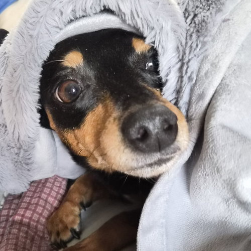 SNOOP - Miniature Pinscher available for adoption