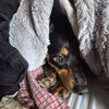Snoop - Photo 6