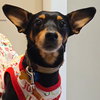Snoop - Photo 1