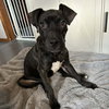 Mr. Pibb - Photo 7
