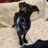 Mr. Pibb - Photo 8