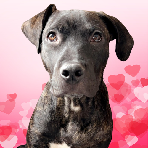 MR. PIBB - Pit Bull Terrier available for adoption
