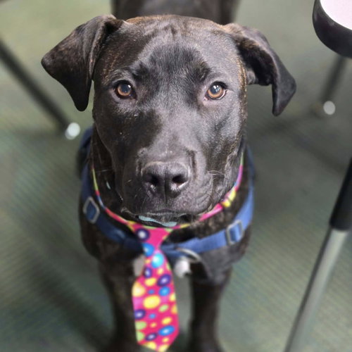 Mr. Pibb, an adoptable Pit Bull Terrier in Normal, IL