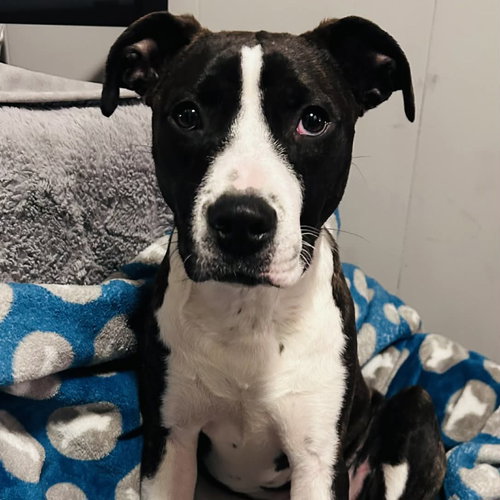 COLA - Pit Bull Terrier available for adoption