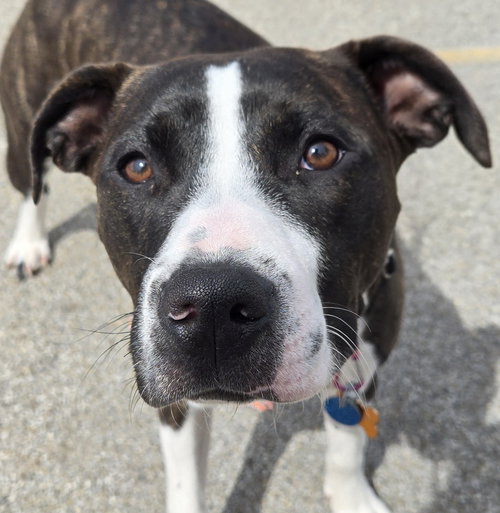 COLA - Pit Bull Terrier available for adoption
