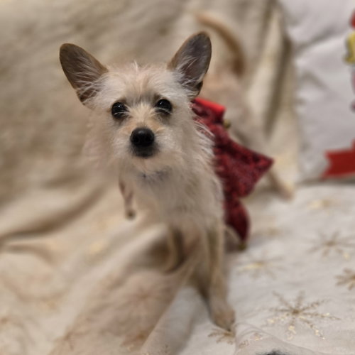 SPRITE - Chihuahua / Terrier available for adoption