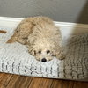 Kringle - Photo 2