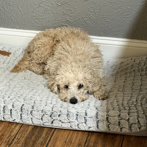 KRINGLE - Poodle (Miniature) available for adoption