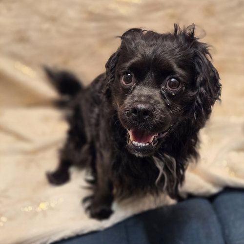 JAX - Cocker Spaniel available for adoption