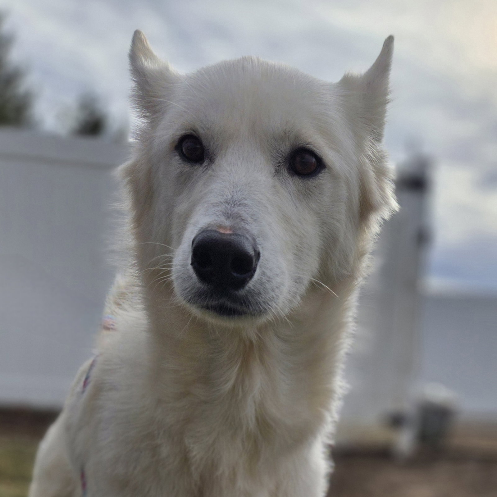 Nymeria Image