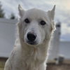 Nymeria - Photo 1