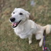 Nymeria - Photo 4