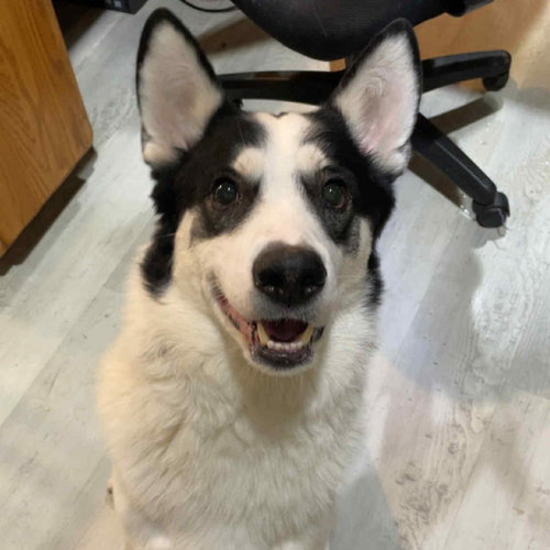 WOBBLES - Unknown available for adoption