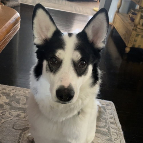 WOBBLES - Unknown available for adoption