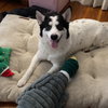 Wobbles - Photo 2