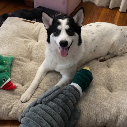 WOBBLES - Unknown available for adoption