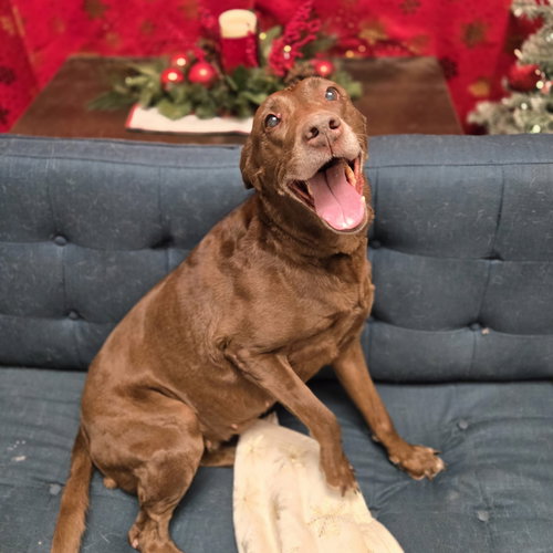MAMAW BETTY - Labrador Retriever available for adoption