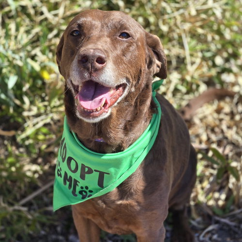 Mamaw Betty, an adoptable Labrador Retriever in Normal, IL