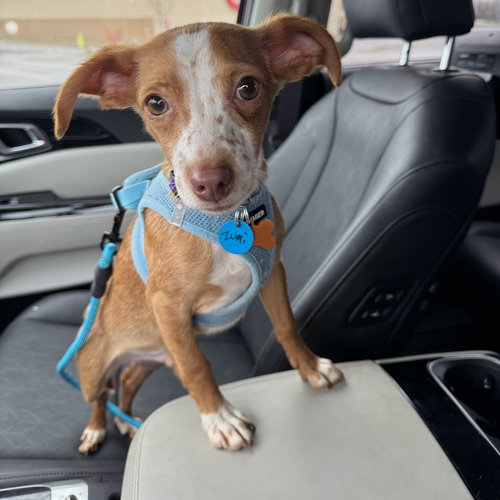 ZUMI - Chihuahua available for adoption