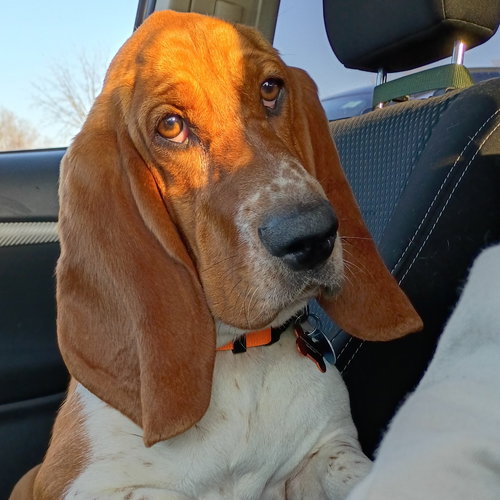 PRECIOUS - Basset Hound available for adoption