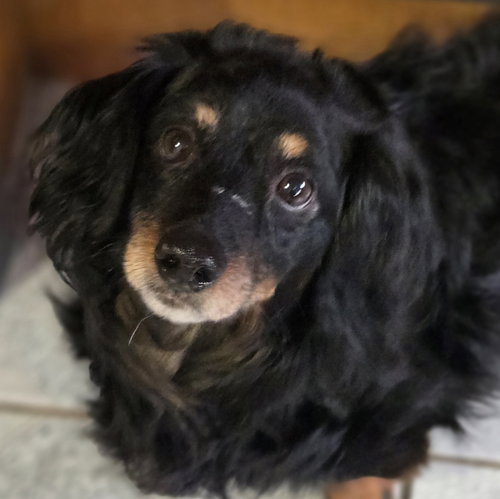 YETI - Dachshund available for adoption