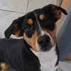 Draco - Photo 1