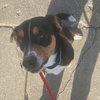 Draco - Photo 2