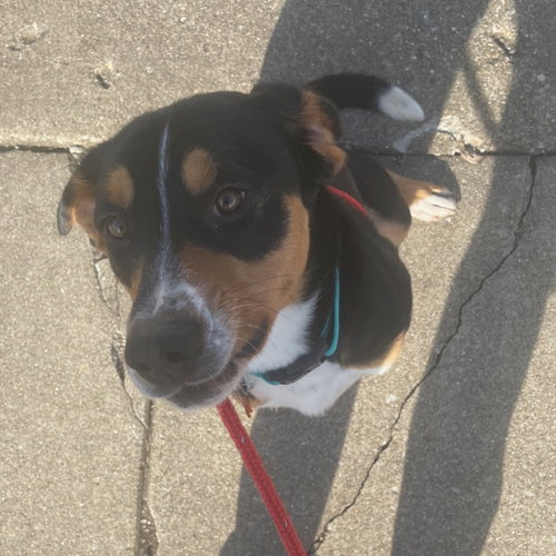 DRACO - Mountain Dog available for adoption