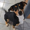 Draco - Photo 3
