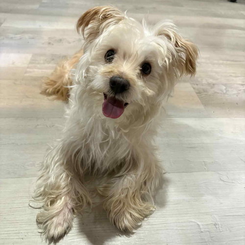 FIGARO - Maltese available for adoption