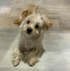 Figaro - Photo 3