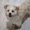 Figaro - Photo 5