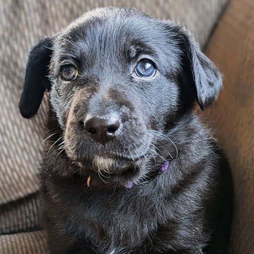 ENVY - Labrador Retriever available for adoption