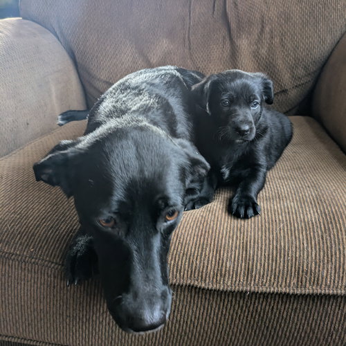 ENVY - Labrador Retriever available for adoption