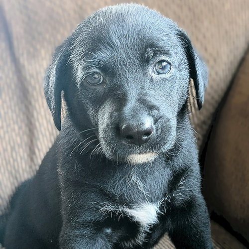 JOY - Labrador Retriever available for adoption
