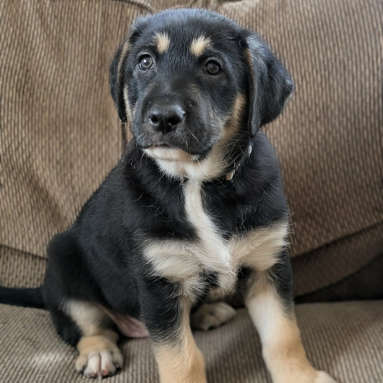 Fritz Image