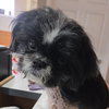 Willie - Photo 1